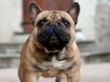 À vendre : Un chien Bouledogue Français LOF fauve de mai 2021