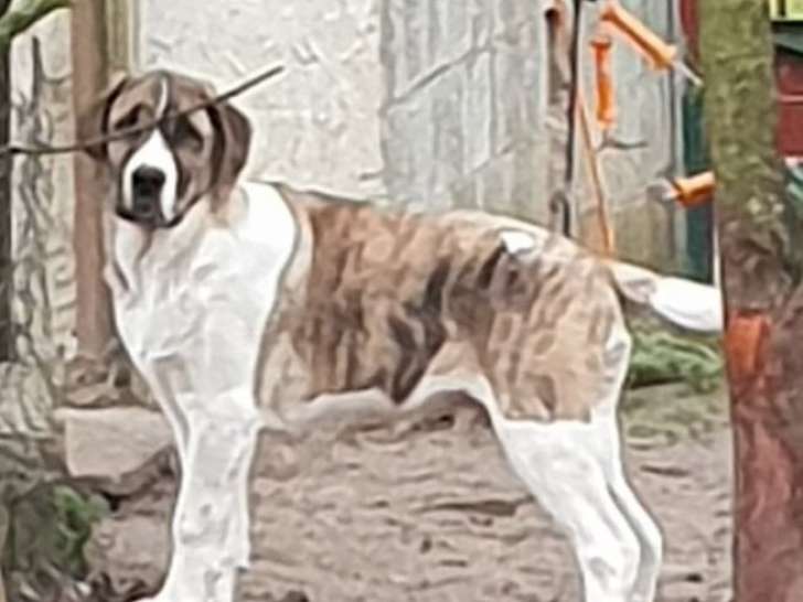 6 chiots Cão de Gado Transmontanos LOF à vendre