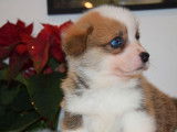 &Agrave; r&eacute;server : 5 chiots Welsh Corgis Pembroke LOF