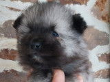 3 chiots mâles Spitz-Loup LOF à réserver