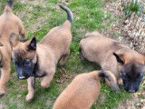 2 chiots femelles Malinois LOF fauve charbonné à l'achat