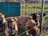 2 chiots femelles Malinois LOF fauve charbonné à l'achat