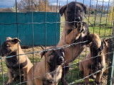 2 chiots femelles Malinois LOF fauve charbonné à l'achat