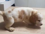 4 chiots Beagles LOF mâles tricolores à vendre