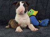 Chiot femelle Bull Terrier LOF à réserver
