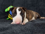 Chiot femelle Bull Terrier LOF à réserver