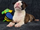 Chiot femelle Bull Terrier LOF à réserver