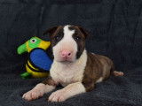 Chiot femelle Bull Terrier LOF à réserver