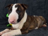 Chiot femelle Bull Terrier LOF à réserver