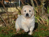 7 chiots Golden Retrievers LOF à réserver