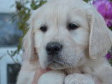 7 chiots Golden Retrievers LOF à réserver