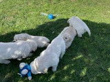 7 chiots Golden Retrievers LOF à réserver