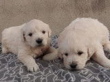 2 chiots Golden Retrievers LOF à réserver
