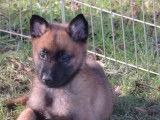 2 chiots mâles Malinois LOF fauve charbonné à vendre