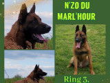 2 chiots mâles Malinois LOF fauve charbonné à vendre