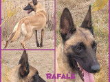 2 chiots mâles Malinois LOF fauve charbonné à vendre