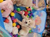 Chiots Golden Retrieve à vendre