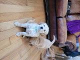 Chiots Golden Retrieve à vendre