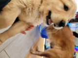 Chiots Golden Retrieve à vendre