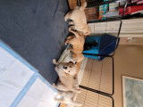 Chiots Golden Retrieve à vendre