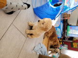 Chiots Golden Retrieve à vendre