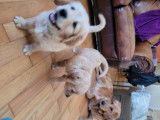 Chiots Golden Retrieve à vendre