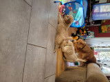 Chiots Golden Retrieve à vendre