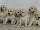 Des chiots Golden Retrievers LOF à vendre