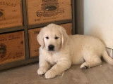 Des chiots Golden Retrievers LOF à vendre
