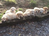 Des chiots Golden Retrievers LOF à vendre