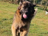 Chien Leonberg LOF de 2 ans disponible pour saillie