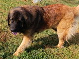 Chien Leonberg LOF de 2 ans disponible pour saillie
