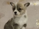Des chiots Welsh Corgi Pembrokes LOF &agrave; vendre
