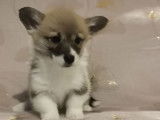 Des chiots Welsh Corgi Pembrokes LOF &agrave; vendre