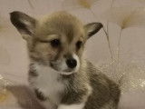 Des chiots Welsh Corgi Pembrokes LOF &agrave; vendre