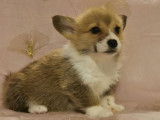 Des chiots Welsh Corgi Pembrokes LOF &agrave; vendre