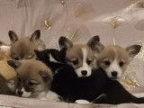 Des chiots Welsh Corgi Pembrokes LOF &agrave; vendre