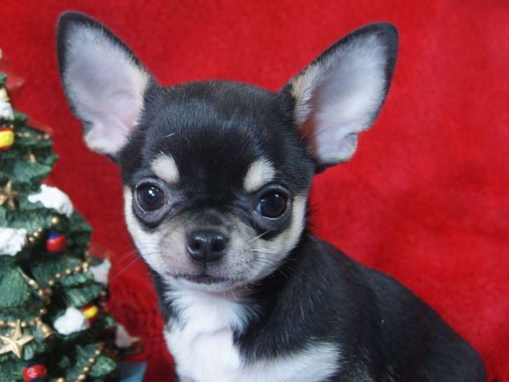 À vendre : un chiot Chihuahua mâle à poil court LOF
