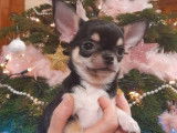 &Agrave; vendre : un chiot Chihuahua m&acirc;le &agrave; poil court LOF