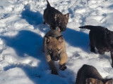 À réserver : des chiots Bergers Allemands LOF