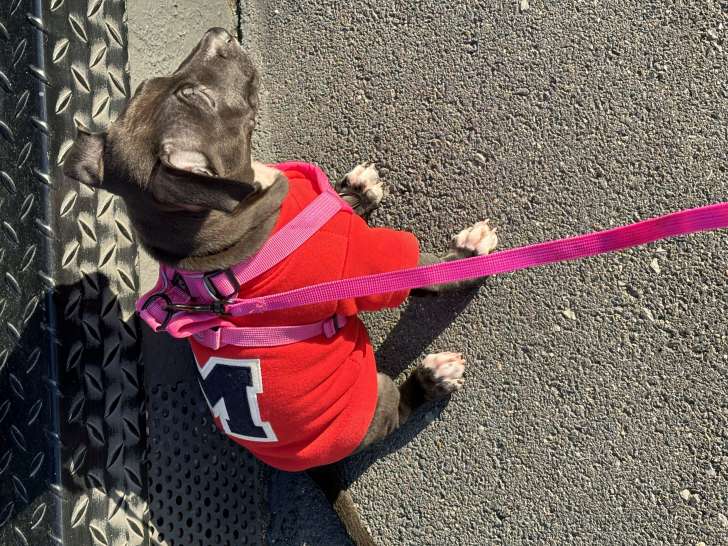 Chiot femelle Staffordshire Terrier à vendre