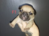 Chiots Bouledogue Français à vendre