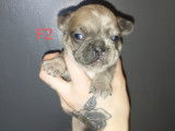 Chiots Bouledogue Français à vendre