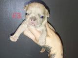 Chiots Bouledogue Français à vendre