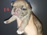 Chiots Bouledogue Français à vendre