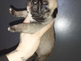 Chiots Bouledogue Français à vendre