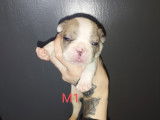 Chiots Bouledogue Français à vendre