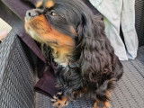 Mâle Cavalier King Charles LOF disponible pour saillie