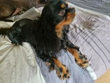 Mâle Cavalier King Charles LOF disponible pour saillie