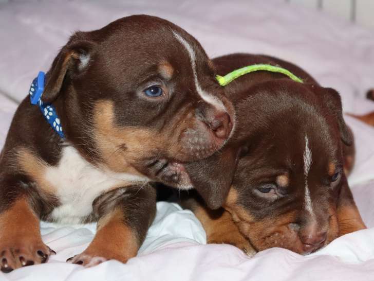 chiots bully américains fauve